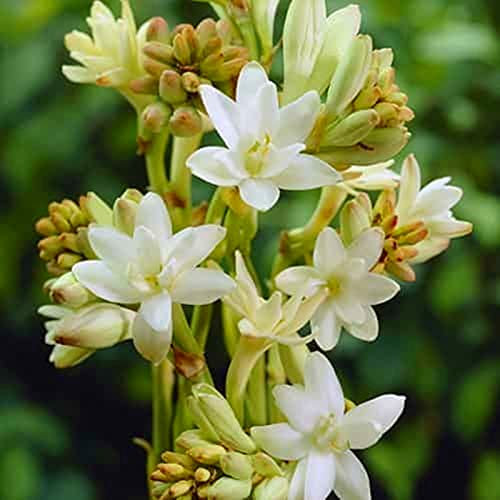 Tuberose zwiebel.Immergrüne, winterharte Staude. Tuberose pflanze.Tuberose bulb.Mehrjährige Blumen.-15 zwiebeln-E