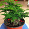 Shopmeeko 10 stücke Spargel Farn pflanzen Garten Spargel Setaceus Baum Kleine Blume Bonsai Setose Spargel Pflanzen pflanzen Home Jardin Bambus: Orange