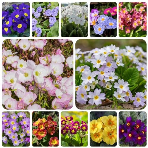 120 pcs primeln pflanze samen - kleine geschenke topfpflanzen draußen winterhart primel,Primula malacoides, flowers pflanzensamen wildblumenwiese saatgut mehrjährig ausgefallene geschenke