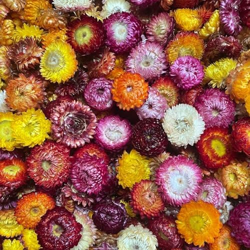 AIYONG ca. 110 Stück Köpfe Naturgerbera, echte Sonnenblumen Chrysanthemen, Getrocknete Blumenköpfe, Trockene Blumenköpfen, Kunsthandwerk Blumendekor, für Boho-Zuhause, Bastelarbeiten