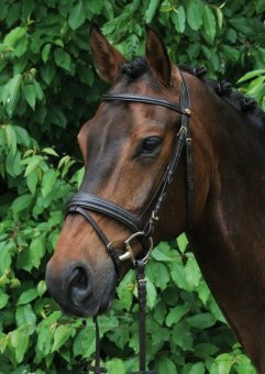 Hans Melzer Horse Equipment Trense Bad Harzburg, braun/messing, Extra Warmblut