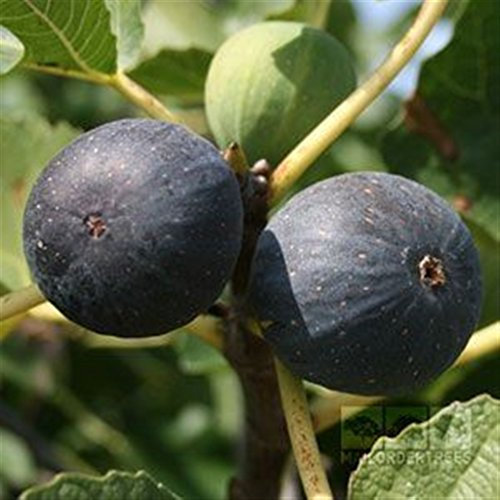 FICO SIMILE NERO BROGIOTTO- albero da frutto vero da esterno Ø 19 cm - h 150 cm