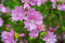 1000 Samen Rosa Moschus Malve Malva Moschata Wildblume Garten Duft Blumen Biene