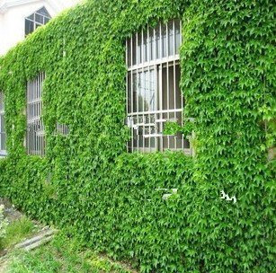 Spedizione gratuita! Semi di edera, viti, piante rampicanti, piantine Tigre che si trova sulle montagne, 60 semi germinano molto