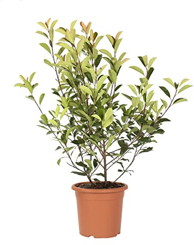 KENTIS - Photinia × Fraseri Red Robin – Winterharte Pflanzen für Garten - Heckenpflanzen - Hoch 100/125 cm Topf Ø 24 cm