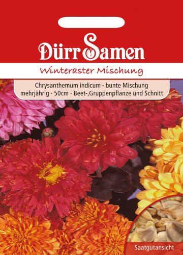Dürr-Samen - Chrysanthemum indicum Winteraster Saatgut