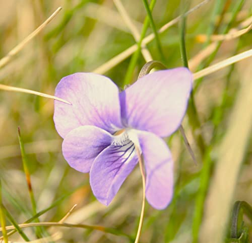 Viola riviniana. The Common Dog Violet. Beautiful groundcover Wildflower in 7cm Pot