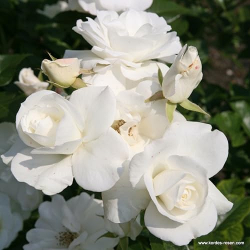 2 x Rose - Rosa 'Climbing Schneewittchen' Topf 25-30 cm - Die charmante Kletterrose mit immerwährenden weißen Blüten!