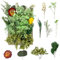 Getrocknete Blumen, gepresste Blumen, Trockenblumen, getrocknete Blumen, Basteln für Heimwerker, Kunstharz, Scrapbooking, Schmuckherstellung, Blumendekorationen (grün)