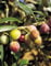 Pianta di Olivo Arbequina Certificata, ulivo arbequina di 2 anni H 170 cm, Alta produttività e resistenza al freddo – Pianta di olivo vera in vaso – Perfetta per terreni intensivi e condizioni estreme