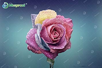 30 STÜCKE einzigartige grün + gold rosa spirale farbe Begonie laub landschaft bonsai topf zierpflanzen Coleus samen