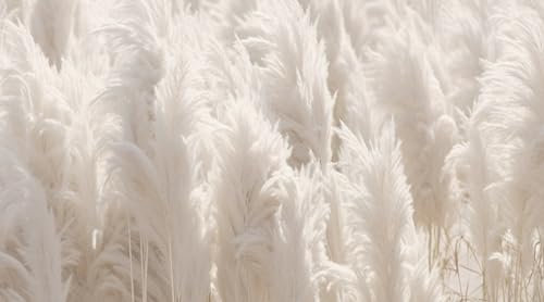 UNIK Nordic Vliestapete, BxH 300x250 cm, Pampas Gras, Tapete Natur, Fototapete Wohnzimmer und Schlafzimmer, XXL Premium Wohntapete, Wandtapete Gräser Hell, Boho Designtapete Made in Germany