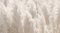 UNIK Nordic Vliestapete, BxH 300x250 cm, Pampas Gras, Tapete Natur, Fototapete Wohnzimmer und Schlafzimmer, XXL Premium Wohntapete, Wandtapete Gräser Hell, Boho Designtapete Made in Germany