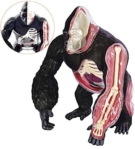 Modèle D'os, Modèle Anatomique, Modèle De Chimpanzé, Modèle Anatomique, Modèle De Structure D'organe