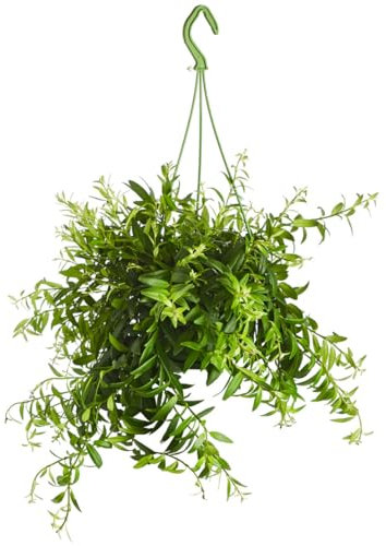 Dehner Schamblume, Aeschynanthus japhrolepis, Ampelpflanze, ca. 30-40 cm, Ø Topf 14 cm, Zimmerpflanze