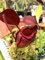 Más vendidos! 50 PC/Semillas Lote Rajah Nepenthes Balcón maceta de Bonsai Bonsai Seeds Plantas carnívoras Plantas Semillas, PQE7DB