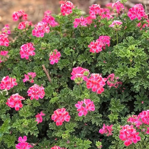 semi di geranio profumato, fiori primaverili, piante resistenti in vaso semi di geranio limone - piante da giardino roccioso fiori da giardino resistenti piante resistenti per il 30pcs