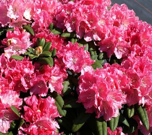 Rhododendron 'Anuschka' Japanische Azalee rosa-weiß Hochstamm 80-100 cm winterhart Freilandaufzucht