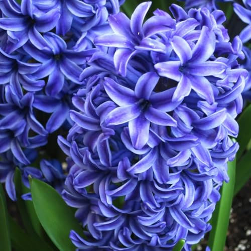 Carbeth Plants - 16 x Hyacinth Blue Trophy Spring Bulbs - Highly Fragrant Outdoor Flowering Perennials - UK Hardy Low Maintenance Pollinator Friendly - Grow in Beds, Borders and Patio Pots