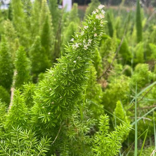 180 pz Semi di asparagi densiflorus, felce coda di volpe di asparagi, vasi per piante purificatori d'aria per piante da appartamento piante d'appartamento che purificano l'aria decorazione