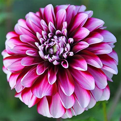 Dalia, bulbo raro, perenne, fiore reciso-15 Bulbis,B