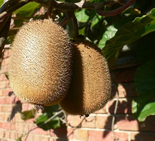 Kiwi Hayward weibliche Kiwipflanze Actinidia chinensis ca. 60-100 cm Pflanze mit 2-3 Liter Topfballen