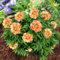 Pfingstrose Itoh Orange Passion (1 Wurzel), große Päonien Hybride, Winterharte mehrjährige Staude, Pflanzen aus Holland für Garten und Topf (kein Samen, Zwiebeln und nicht künstlich) (Orange)