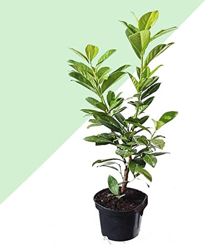 2 Alloro Ciliegio Novita Prunus Laurocerasus Novita Evergreen Outdoor in vaso da 17 cm