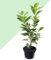 2 Cereza Laurel Novita Prunus Laurocerasus Novita Evergreen Outdoor en maceta de 17 cm