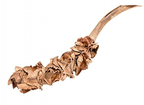 NaDeco Nussblüten-Zweig in Natur, Größe ca. 25-40cm | Nussblütenzweig | Exotische Palmenblüte | Palm Female | Getrocknete Dekoblüte | Dekozweig | Trockenblumen | Naturdeko