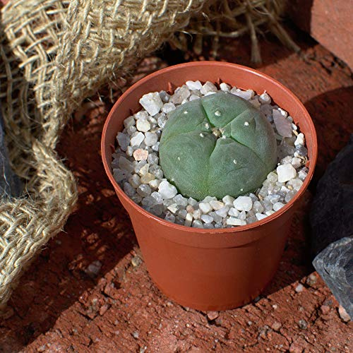 Lophophora williamsii Peyote Planta joven a partir de 3 cm