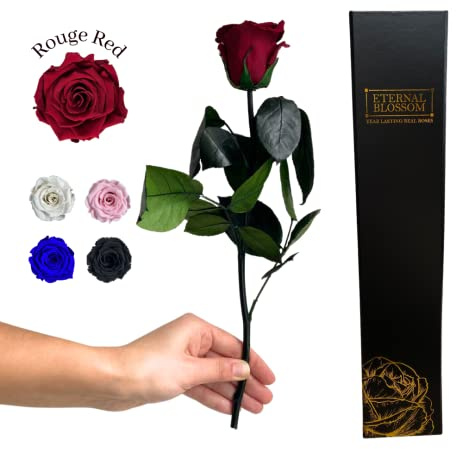 Eternal Blossom Preserved Real Long Stem Infinity Rose | Eternal Rose That Lasts Over A Year With Beautiful Gift Box (Rouge Red)