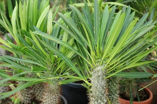 Pachypodium lamerei (palma del madagascar) pianta grassa vera, fotoreali, altezza 40cm, pianta da appartamento, fusto spinoso, palma pianta vera