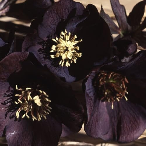Plant World Seeds - Helleborus Orientalis 'Black Beauty' Seeds (Perennial Flower Seeds)
