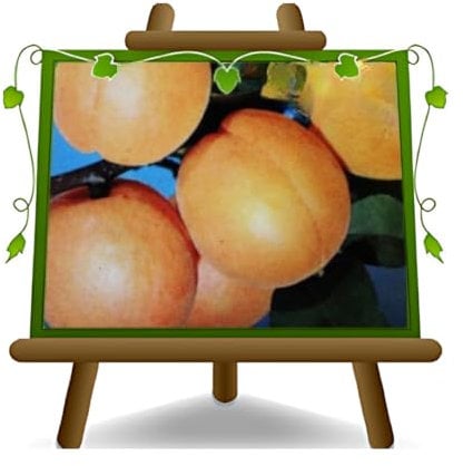 Abricotier rubis Maria sur Pot de 20 Plante de Fruit Antique autofertile Max 170 cm -2 ans