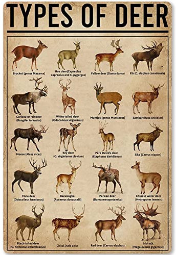 Types of Deer Metall Blechschild Tier Rentier Wissen Schule Bildung Infografiken Bauernhof Haus Küche Wandschild Poster 20,3 x 30,5 cm