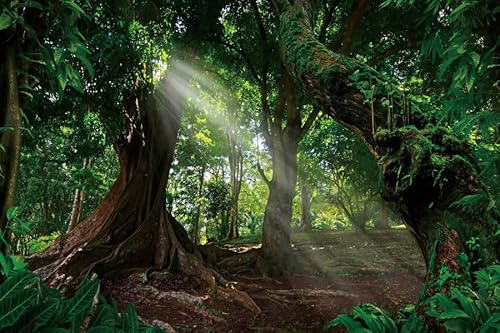 Ttincceer 300x250cm Forests Backdrop - Ancient Tree Early Morning Sunshine Tropical RainForests Natural Scenery Photography Props