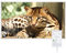 Hocosyme Chauffage Infrarouge 800 Watts Avec Thermostat Tactile, Montage Mural du Radiateur Infrarouge - 1-3 Minutes à une température de fonctionnement Jusqu'à 120 Degrés - Tigre