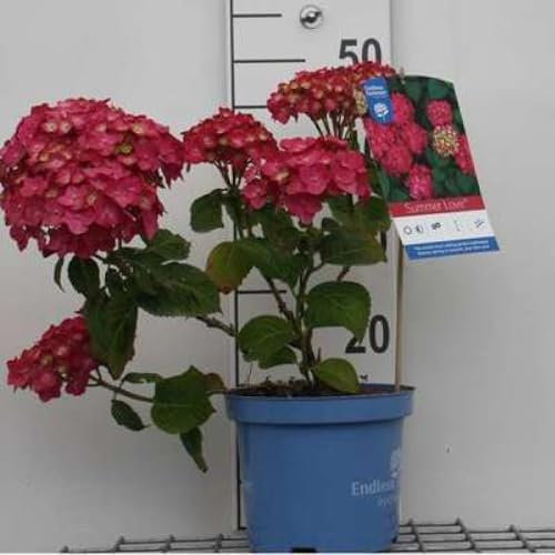 Hydrangea macr. 'Endless Summer® Summer Love' - Hortensien 25-30 cm Container