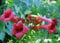Rote Trompetenblume 'Radicans' - Campsis radicans 60-100 cm, ab 2 Triebe