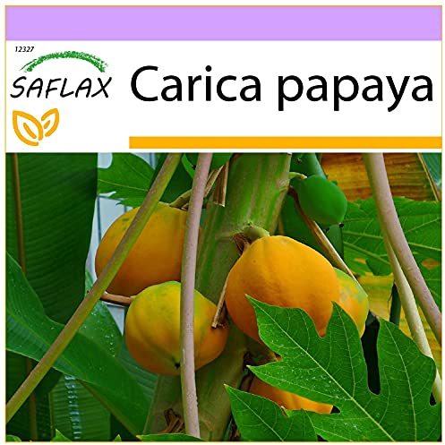 SAFLAX - Tropischer Melonenbaum/Papaya - 30 Samen - Carica papaya
