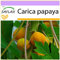 SAFLAX - Tropischer Melonenbaum/Papaya - 30 Samen - Carica papaya