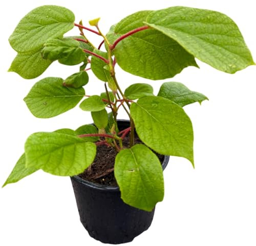 Kiwi Actinidia arguta ‚Herma‘ im 2 L Container, Selbstbefruchtend