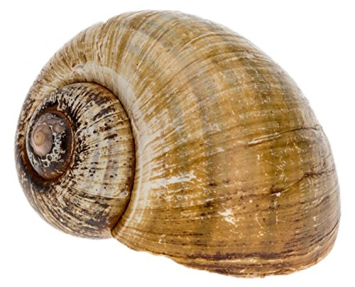 NaDeco Pomacea insularum, Größe ca.5-6cm | Insel-Apfelschnecke| Schnecke 'Coracol' | Landschnecke | Deko-Schnecke | Deko-Schneckenhaus | Maritime Dekoration | Muscheln und Schnecken