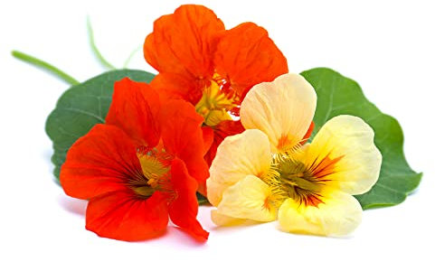 Flowering Plants, Nasturtium, 3 x Full Plants in 9cm Pots, Flowers, Nasturtium Plants, Garden Ready and Ready to Plant, Premium Quality Flowers