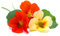Flowering Plants, Nasturtium, 3 x Full Plants in 9cm Pots, Flowers, Nasturtium Plants, Garden Ready and Ready to Plant, Premium Quality Flowers