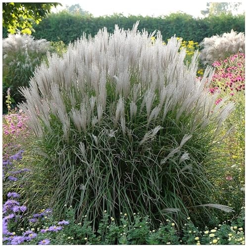 Stauden Gänge 1 x Miscanthus sinensis 'Silberspinne' Weißes Chinaschilf | Weißes Ziergras für Sonne, Blüte August bis Oktober, mehrjährig, 1 L Topf (11x11 cm)