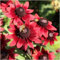 Paket von 90 Samen, Kirschbrand Rudbeckia Seeds (Rudbeckia hirta)
