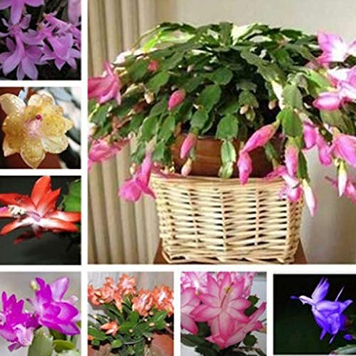 Schlumbergera-Samen, Kaktus-Blumentopf, Bonsai, Garten, reinigende Luftpflanze, Schlumbergera-Samen für Frauen, Männer, Kinder, Anfänger, Gärtner, Geschenk, 20 Stück
