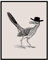 Poster Master Cowboy Roadrunner Poster – Retro-Cowboy-Druck – Westernkunst – Wilder Westen Kunst – trendige Kunst – Geschenk für Männer und Frauen – tolle Dekoration für Büro, Wohnheim oder Wohnzimmer
